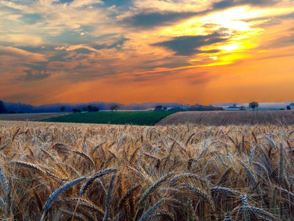 Ячменное поле поле поле Белгород