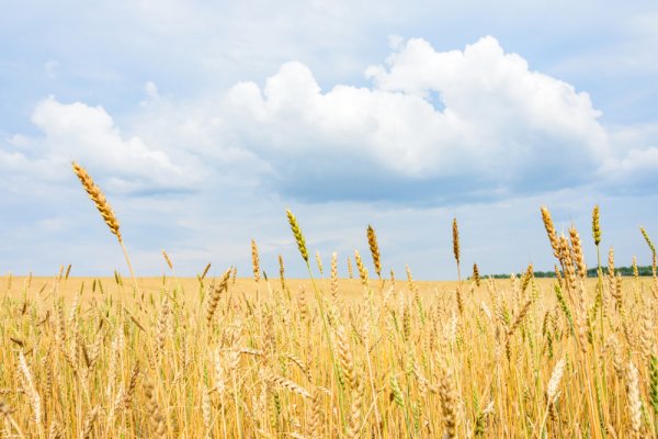 Поле с колосьями