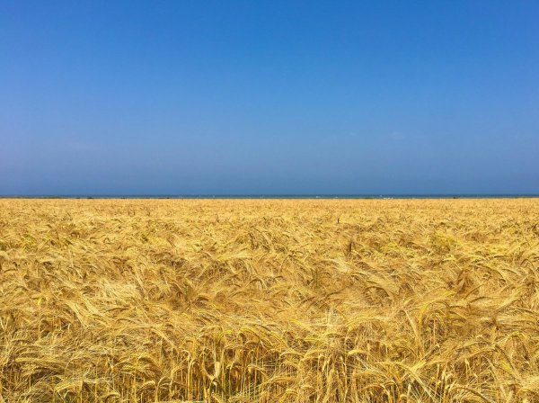 Поле с колосками