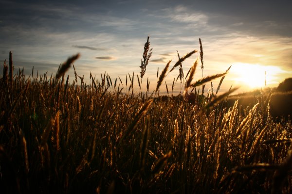 Поле пшеницы