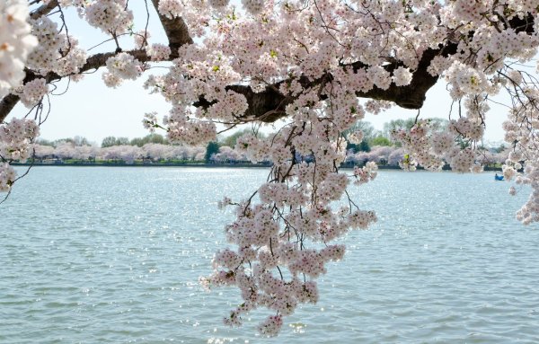 Цветущие деревья у воды