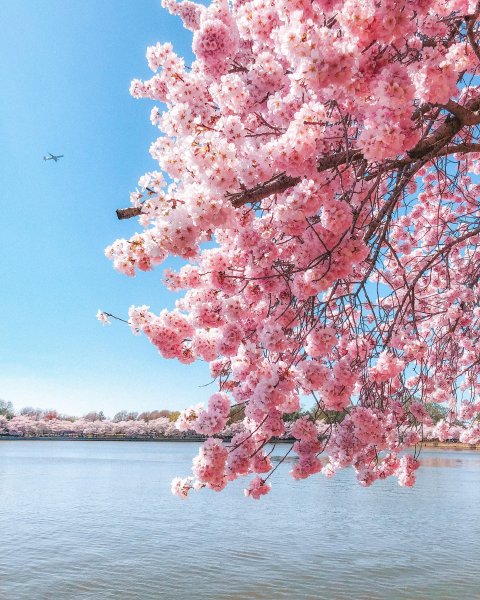 Сакура на рабочий стол