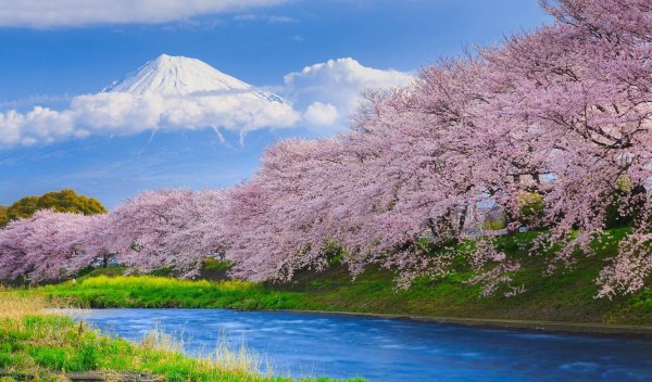Цветущее дерево над водой