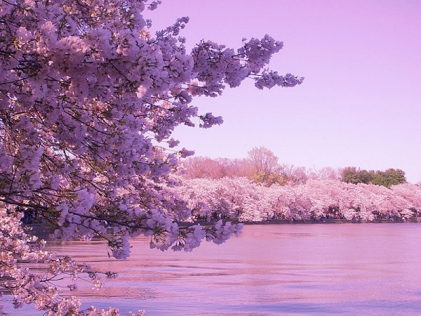 Весна Эстетика