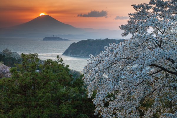 Природа Японии Сакура