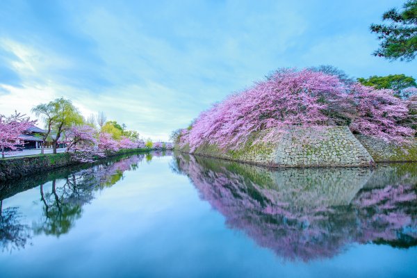 Сакура на Дальнем востоке