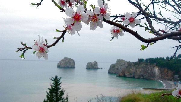 Сакура и море