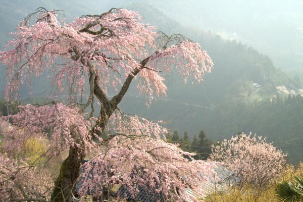 Ветка Сакуры над водой