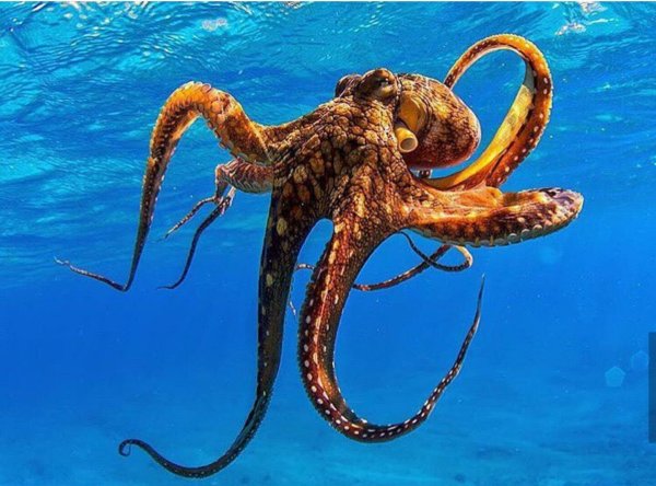 Дальневосточный гигантский осьминог