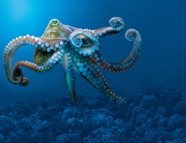 Осьминог Аполлон