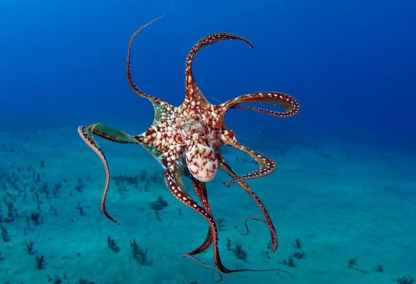 Длиннощупальцевый Спрут