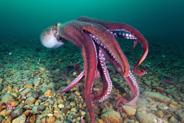 Enteroctopus dofleini