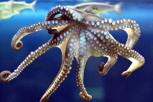 Спрут головоногий моллюск
