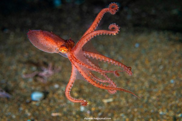 Осьминог Дофлейна Камчатка