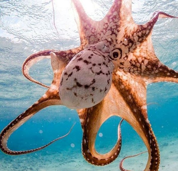 Спрут кальмар