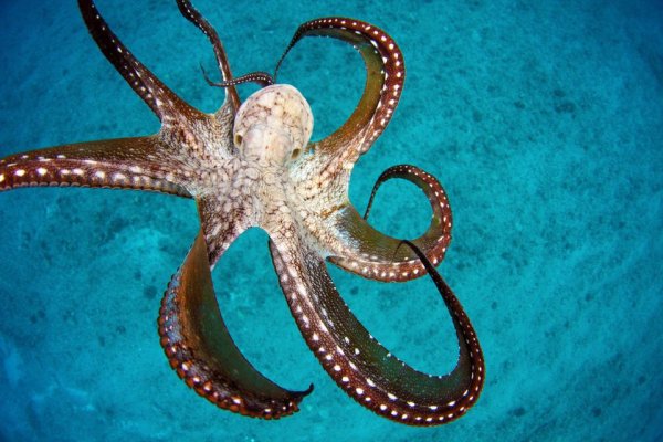 Морские обитатели осьминог