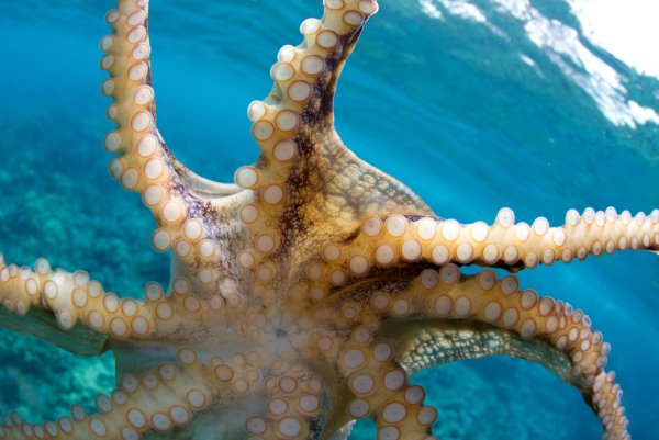 Океанский осьминог