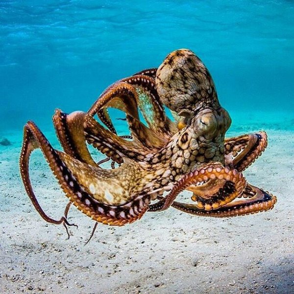 Морской осьминог