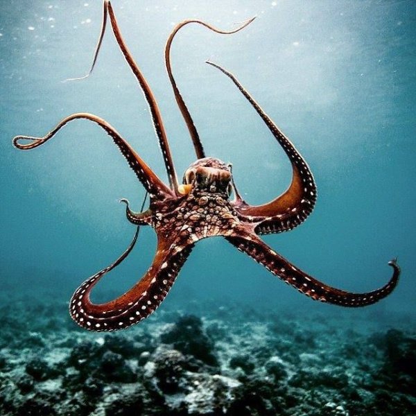 Спрут осьминог