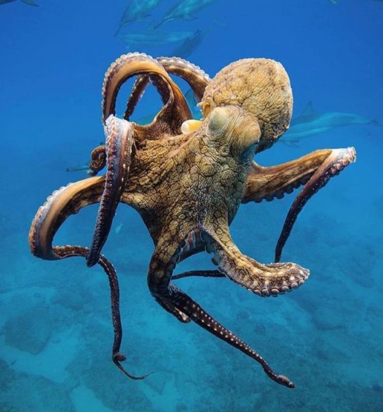 Молодой осьминог в море