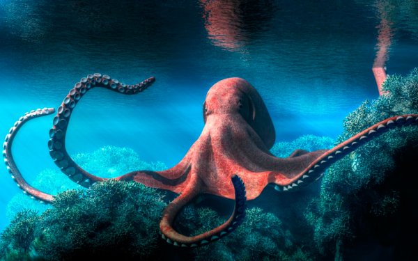 Подводный мир осьминог