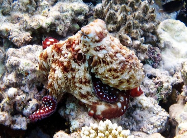 Синекольчатый осьминог красное море