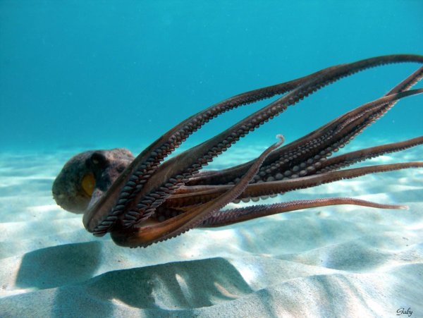 Длиннощупальцевый осьминог