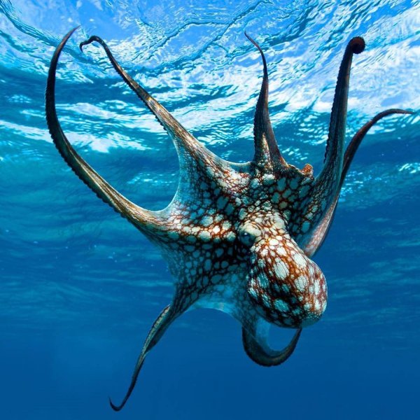 Морской Спрут