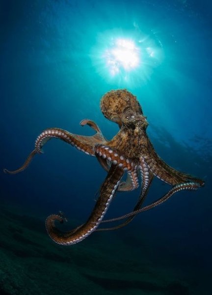 Длиннощупальцевый Спрут