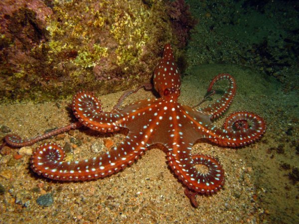 Осьминог Макропус