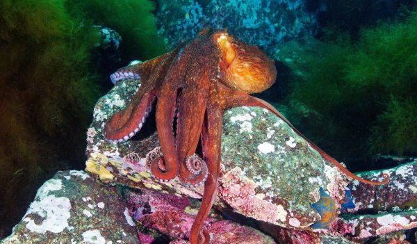 Гигантский осьминог в Дальневосточном морском заповеднике