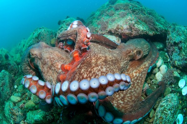 Большой Барьерный риф осьминог