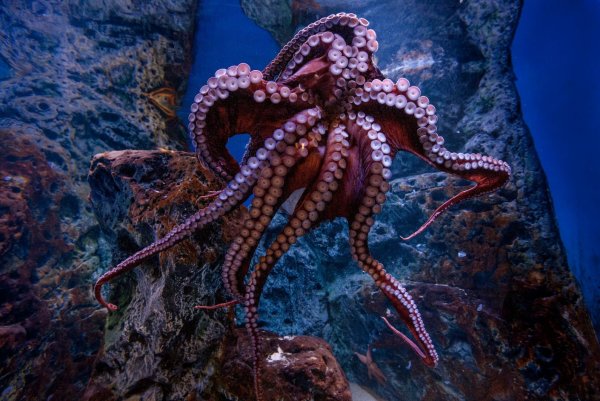 Головоногие моллюски осьминог обыкновенный