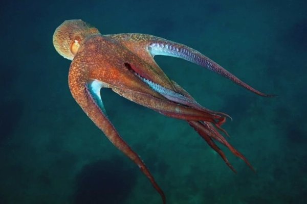 Морские животные осьминог