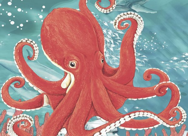 Головоногие моллюски осьминог