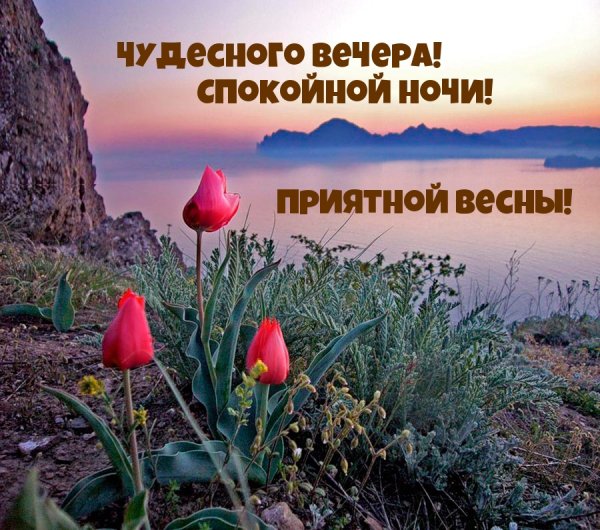 Одинокий цветок в горах