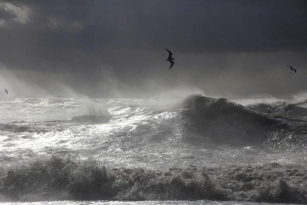 Буревестник в шторм