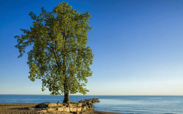 Дерево на берегу моря