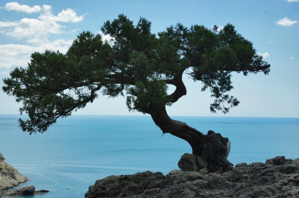 Сосна Пицундская Утриш