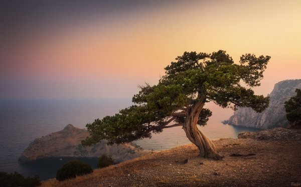 Можжевеловая роща