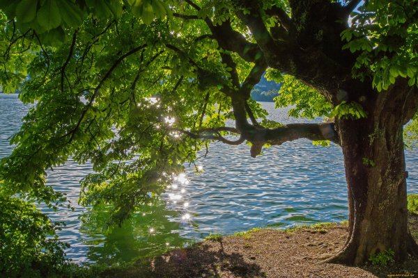 Дерево на берегу озера