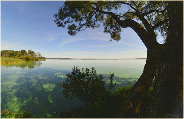 Море дуб зеленый