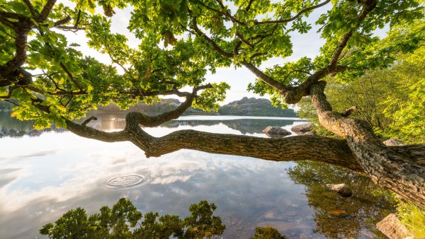 Дерево над водой