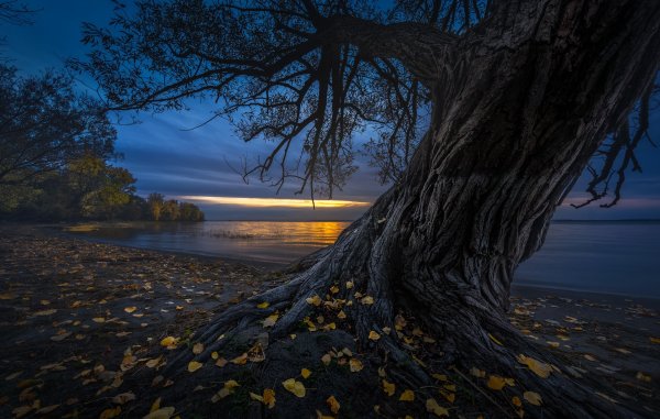 Дуб на Поляне сказочный