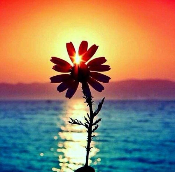 Букет цветов на природе