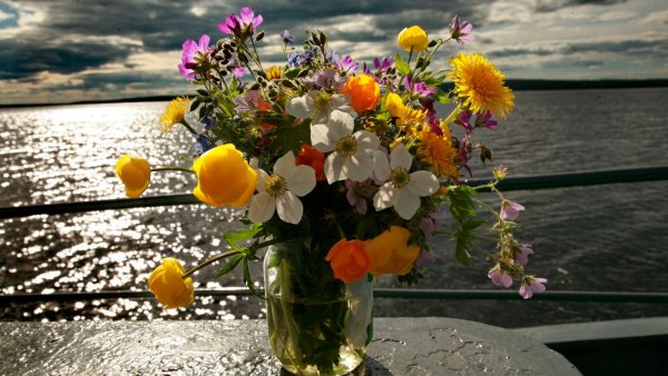 Природа море цветы