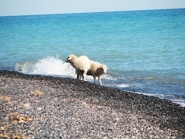 Барашки на волнах