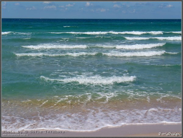 Овечка на море