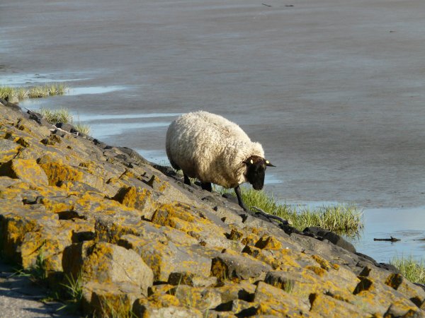 Море пастбище