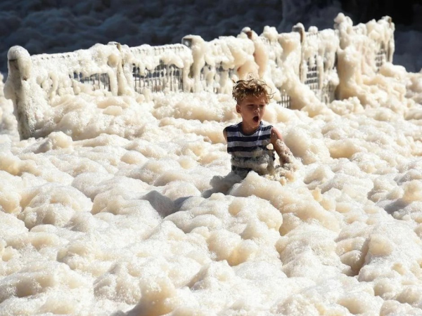 Баран на море